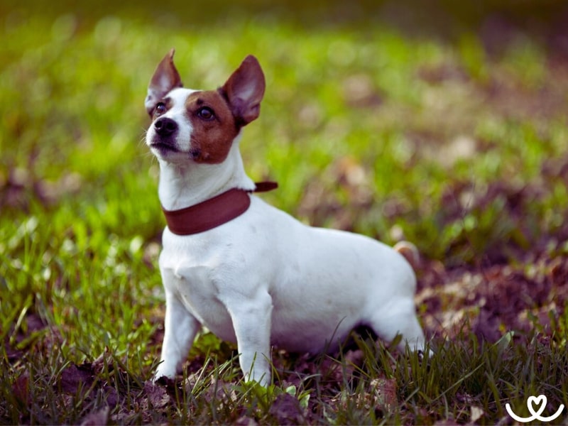 Plemeno-jack-russell-terier (3)